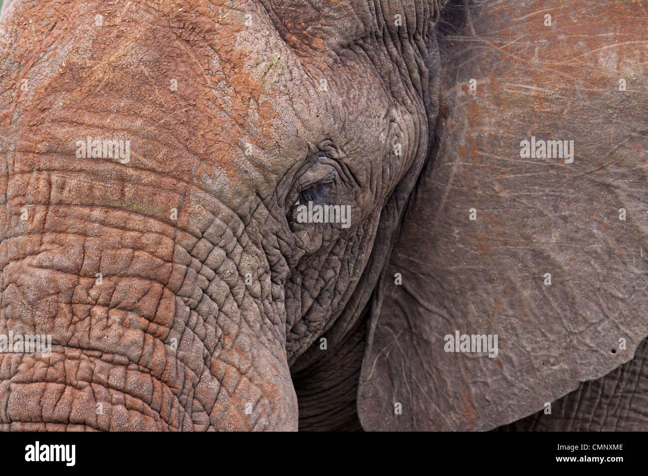 L'elefante, la fauna selvatica, Sud Africa, Elephantidae Foto Stock