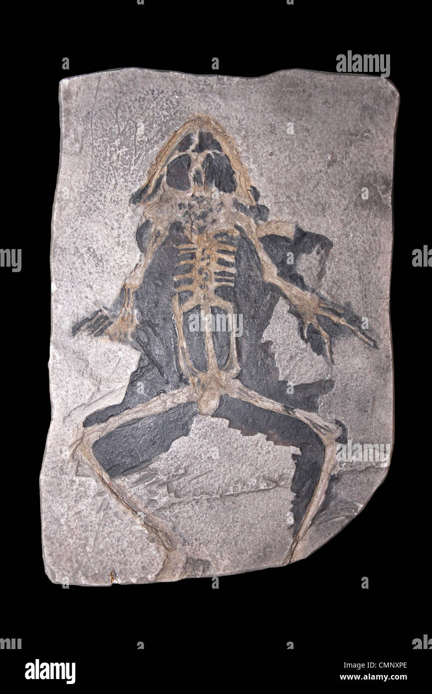 Modello di fossili di rana pueyoi una specie estinte di grande rana dal Miocene precoce della Spagna Foto Stock