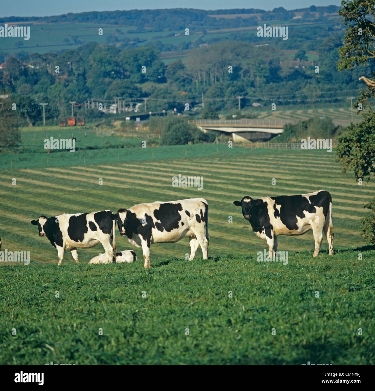 Il frisone x bovini di razza Holstein con taglio giacente insilato di erba dietro in autunno, East Devon Foto Stock