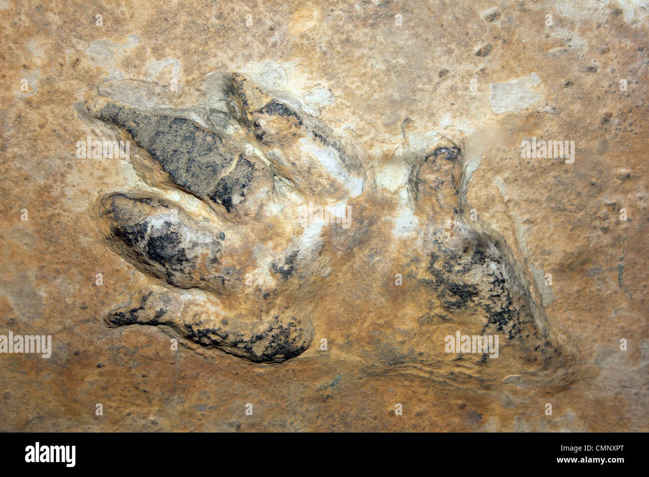 Chirotherium Footprint stortonense in arenaria Foto Stock