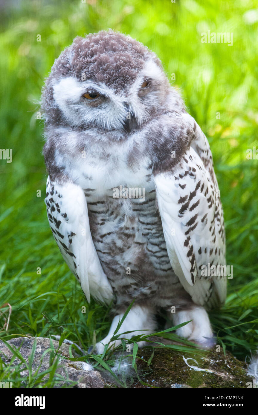I giovani simpatici baby snow owl (lat. Bubo scandiacus) captive Foto Stock