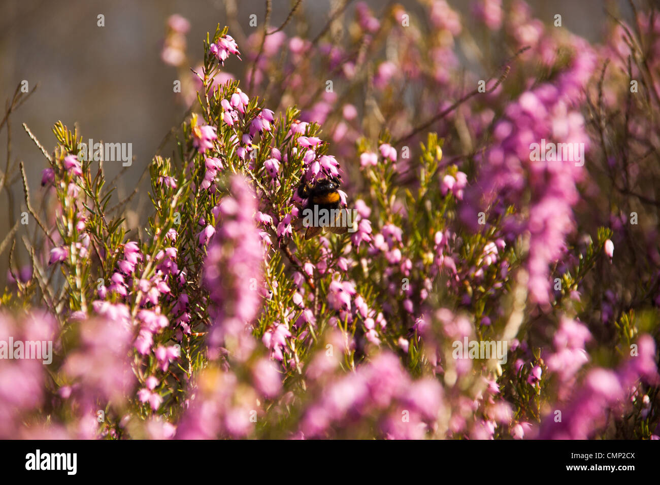 Bumble Bee su heather raccogliendo il polline. Foto Stock