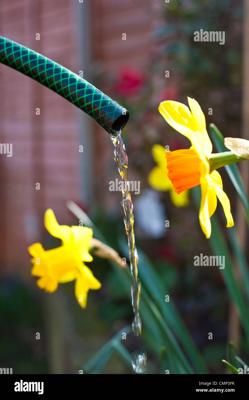 Donna di fiori di irrigazione nel giardino sul retro davanti al tubo flessibile nazionali di divieto che potrebbero essere attuate a causa di condizioni di tempo asciutto in tutto il Regno Unito Foto Stock