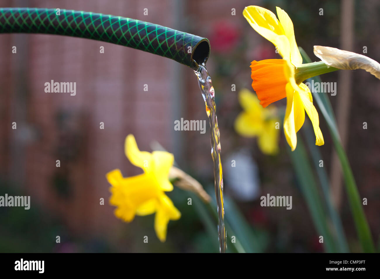 Donna di fiori di irrigazione nel giardino sul retro davanti al tubo flessibile nazionali di divieto che potrebbero essere attuate a causa di condizioni di tempo asciutto in tutto il Regno Unito Foto Stock