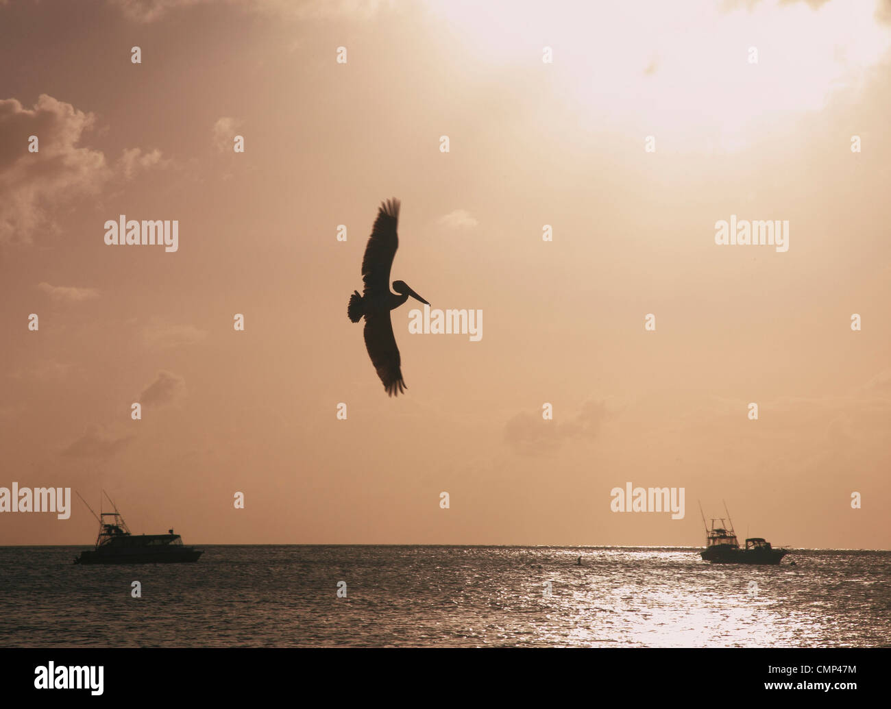 Pelican in volo in Nevis Caraibi Foto Stock