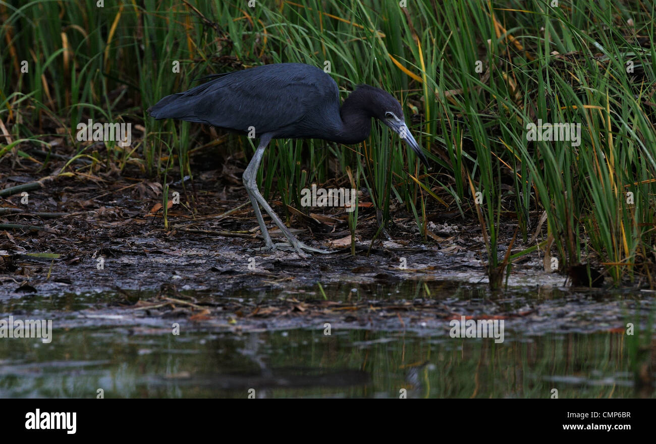 Heron, poco blu, Egretta caerulea, in acque poco profonde della laguna e la palude di Fort de Soto a caccia di pesci o di altri alimenti, Foto Stock