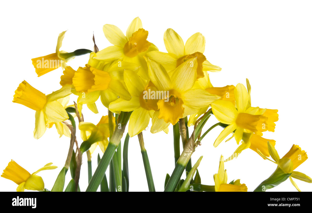 Un gruppo della molla daffodil fiori isolati su bianco Foto Stock