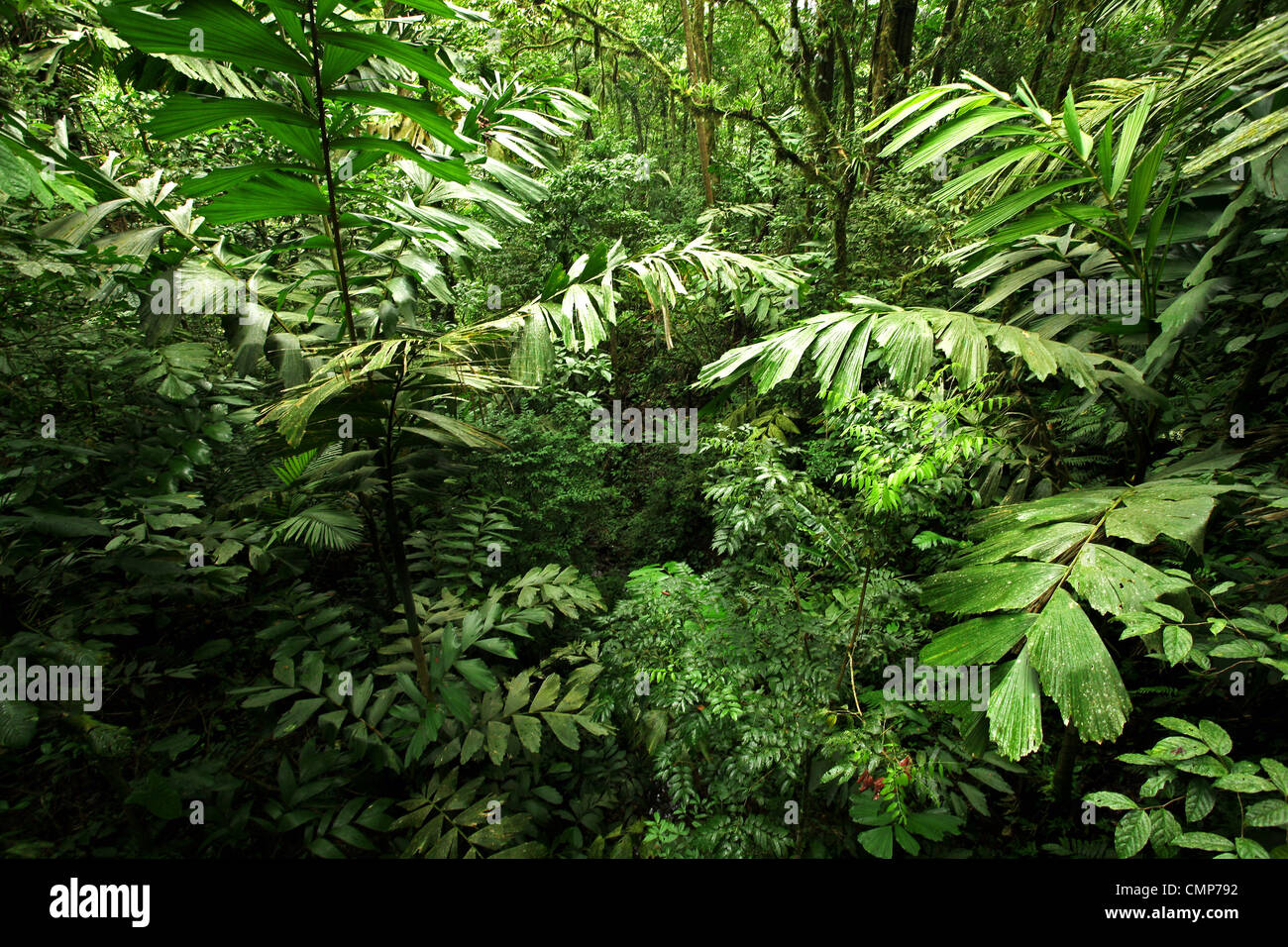 Densa foresta pluviale tropicale in Costa Rica Foto Stock