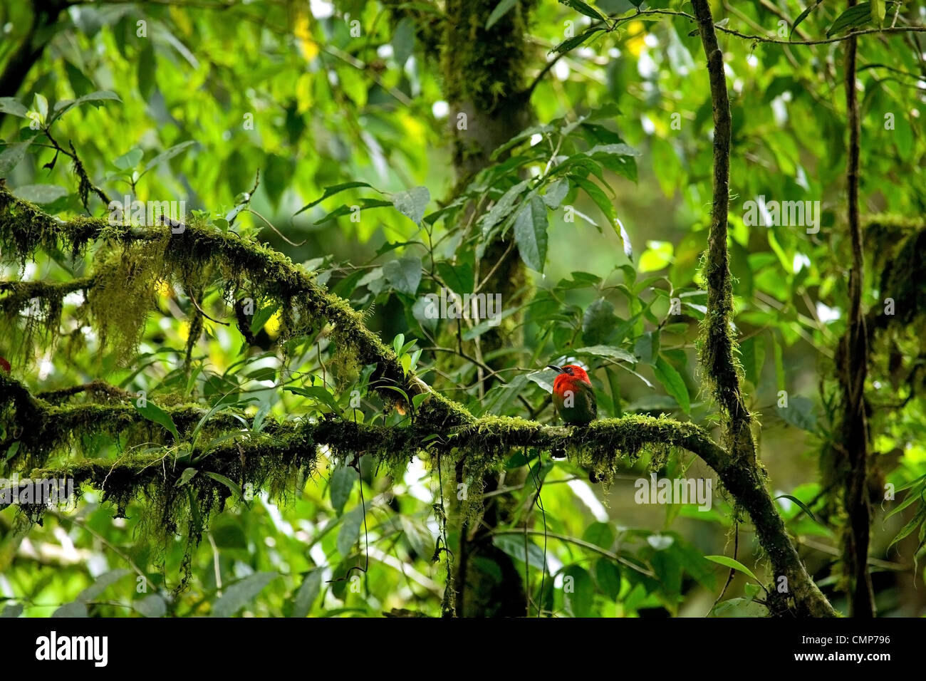 Bel rosso uccello tropicale in Costa Rica Foto Stock