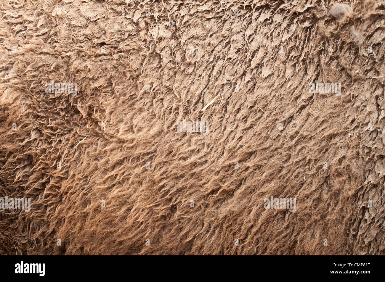 Pelliccia di Buffalo Foto Stock Pelliccia di Buffalo Foto Stock