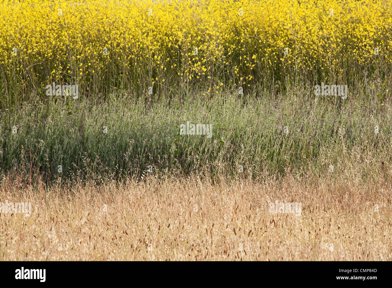 Foto astratte di campo dei fiori di senape che fiorisce in primavera in California Foto Stock