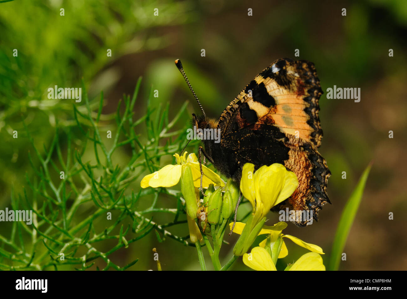 Farfalla in fiore Foto Stock