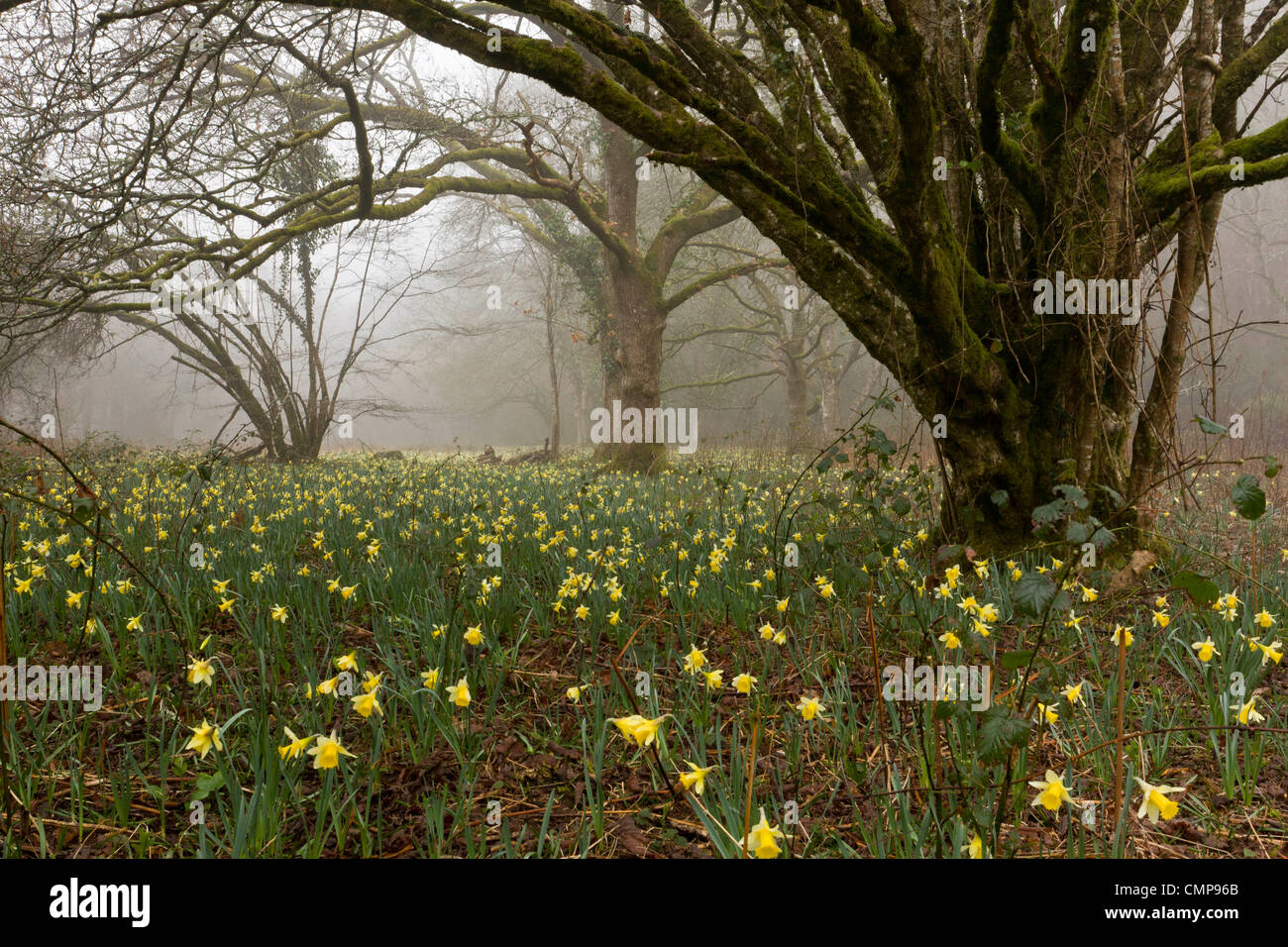 I narcisi selvatici in una nebbiosa mattina nella Teign Valley, in Dunsford Meadhaydown e boschi, Dartmoor Devon Foto Stock