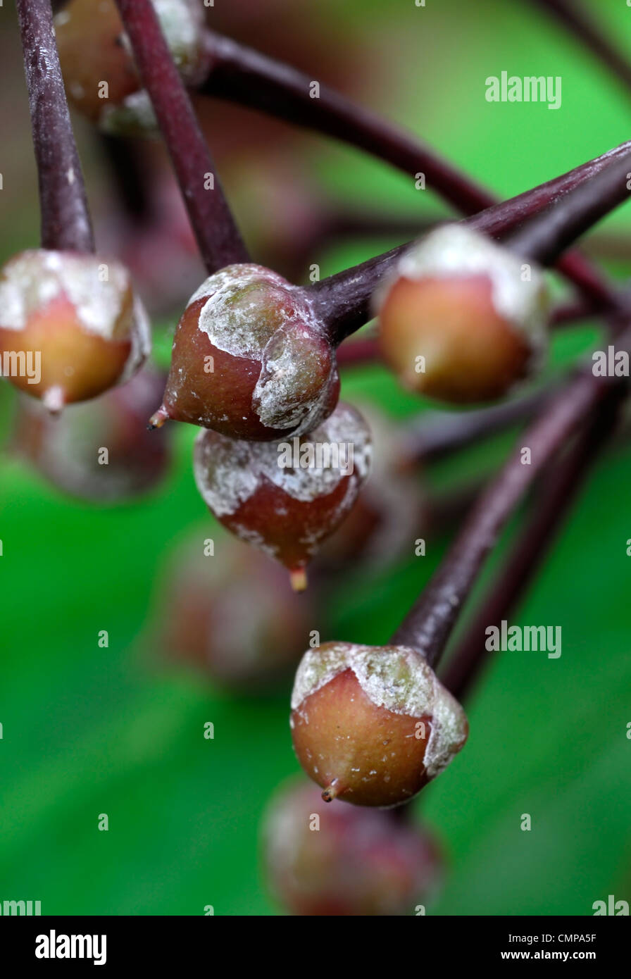 Ardisia humilis frutta marrone corpo fruttifero seedpod interesse architettonico jet berry bacche Foto Stock