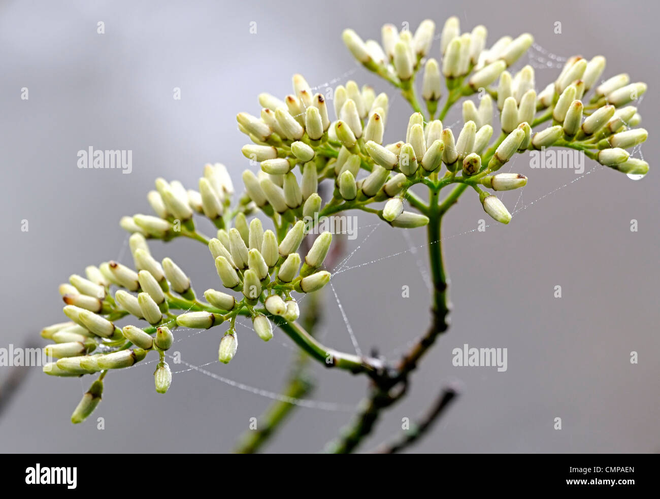 Cornus paucinervis Sanguinello ardito perenne di Arbusti decidui fiori bianchi di forma cruciforme umbelliform cyme infiorescenza Foto Stock
