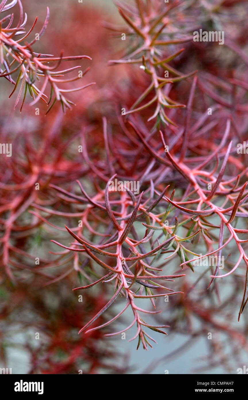 Cryptomeria japonica elegans cedro giapponese arbusti alberi sempreverdi rosa rossa foglie fogliame aghi di conifere Foto Stock