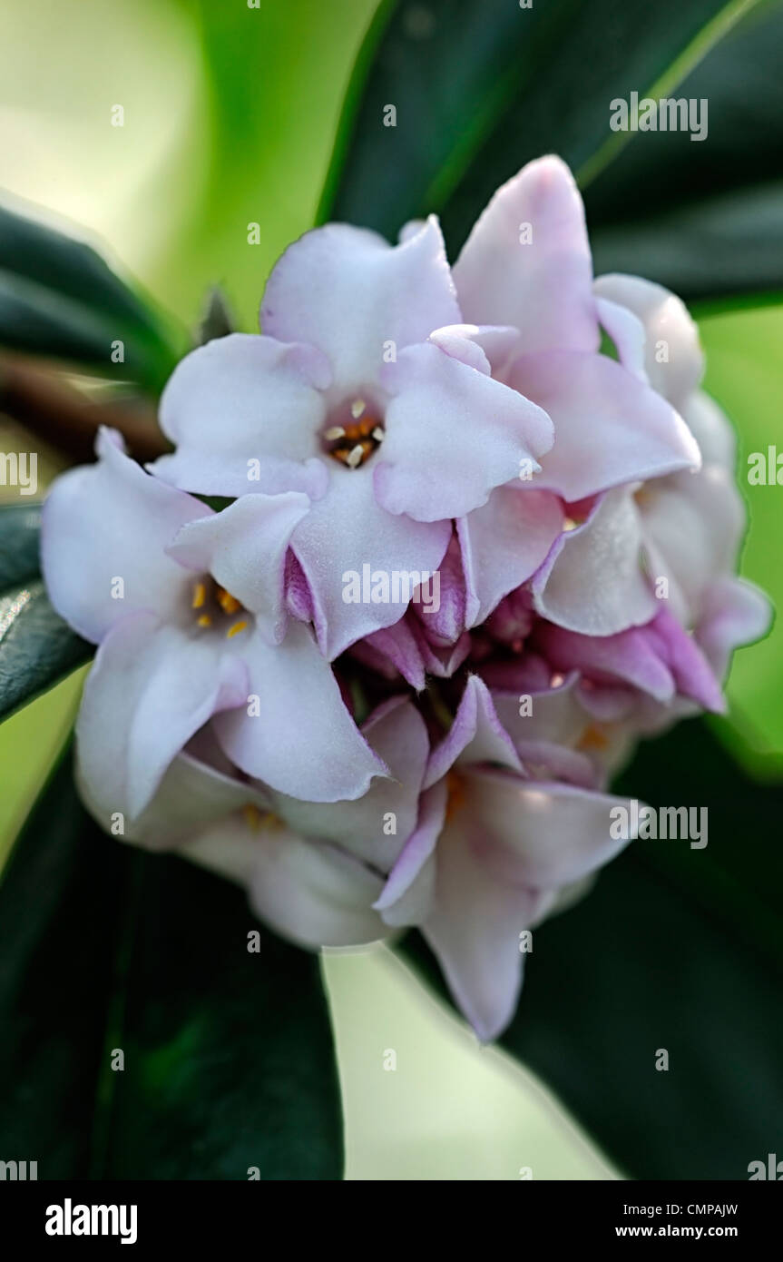 Daphne bholua jacqueline postill closeup impianto ritratti bianco fiori di colore rosa pallido fragrante profumatissimo fiore profumato arbusti inverno Foto Stock