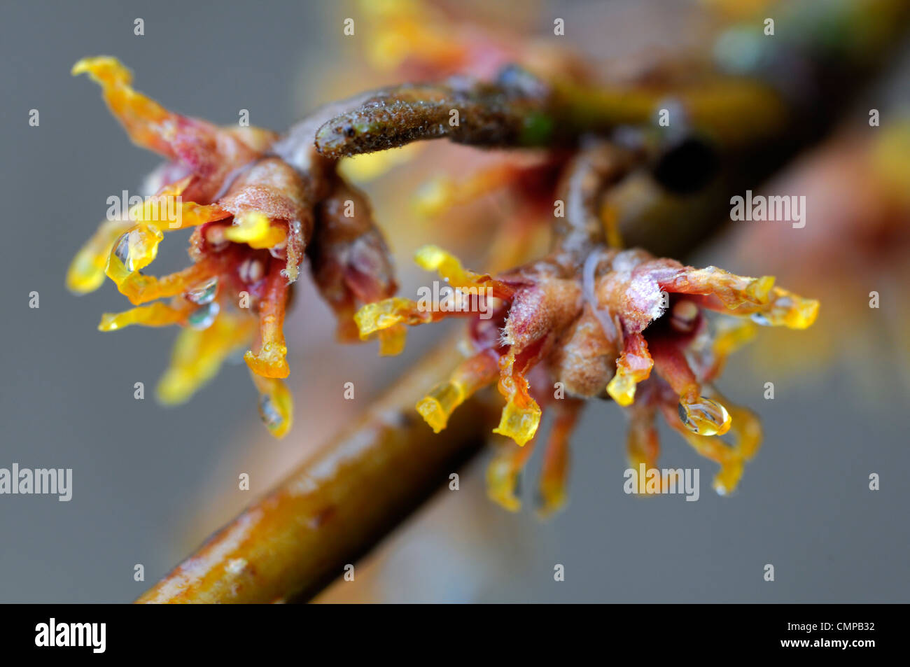 Hamamelis vernalis inverno primavera closeup giallo fiori alberi blumi blossoms amamelide Arbusti decidui Foto Stock