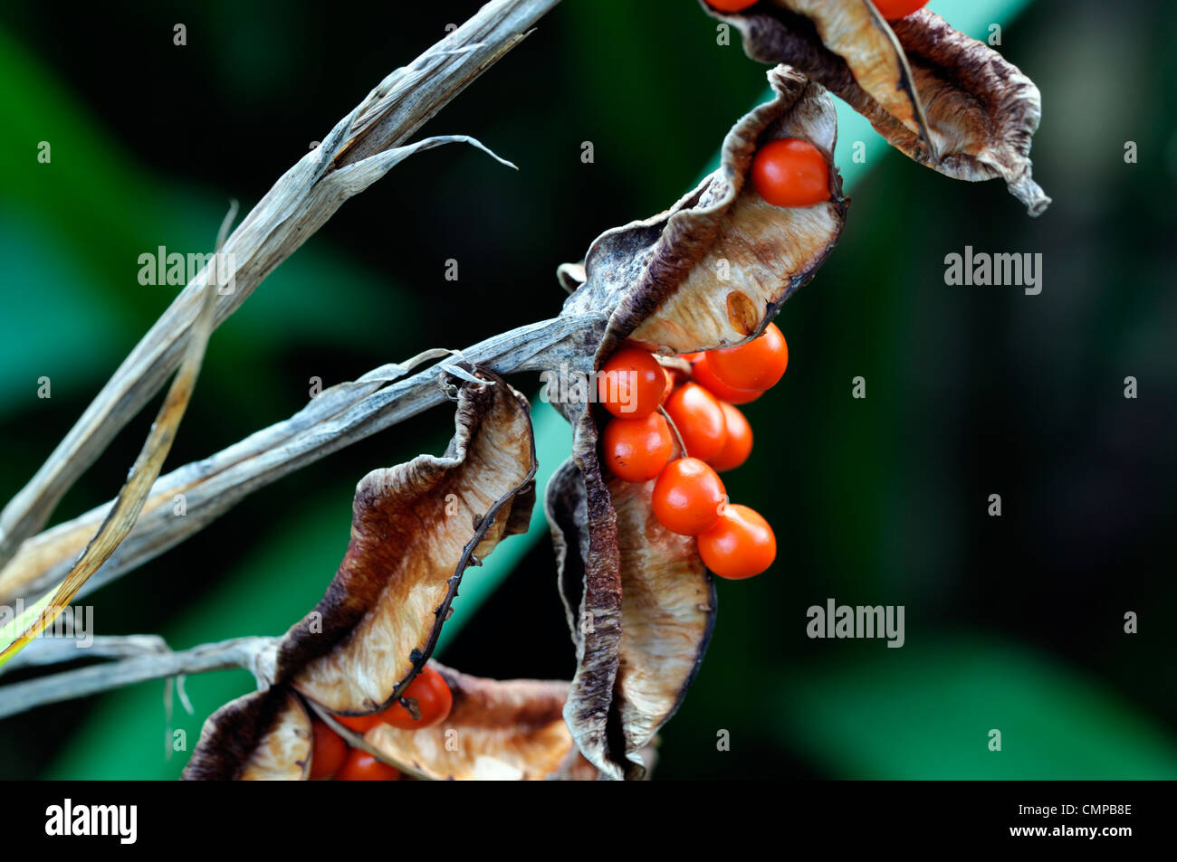 Iris foetidissima gladwyn puzzolente arancio brillante bacche mirtilli di bosco pod seedheads aperto semi frutti autunnali di autunno Foto Stock