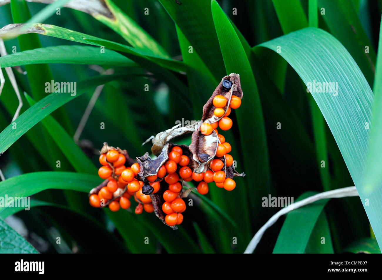 Iris foetidissima gladwyn puzzolente arancio brillante bacche mirtilli di bosco pod seedheads aperto semi frutti autunnali di autunno Foto Stock