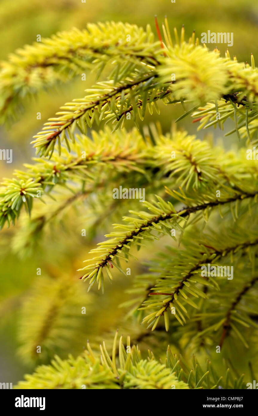 Pinus sylvestris aurea di pino silvestre pini giallo verde fogliame degli alberi lascia pianta aghi ritratti closeup close up approfondimento Foto Stock