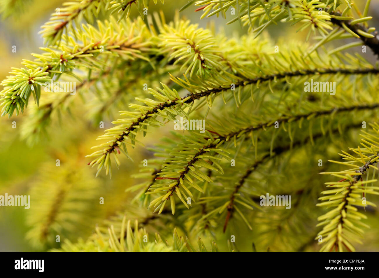 Pinus sylvestris aurea di pino silvestre pini giallo verde fogliame degli alberi lascia pianta aghi ritratti closeup close up approfondimento Foto Stock