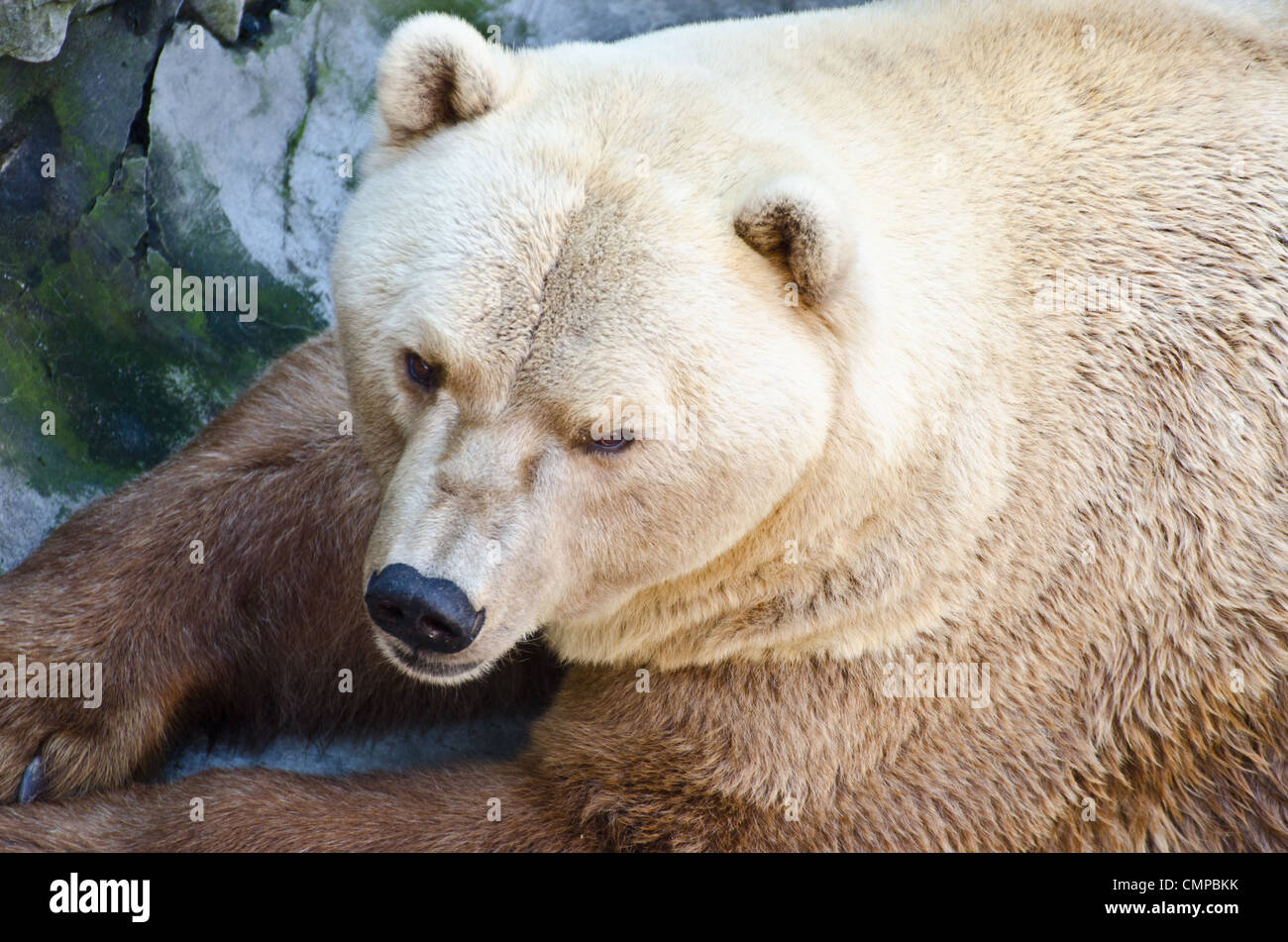 Orso grizzly ritratto Foto Stock