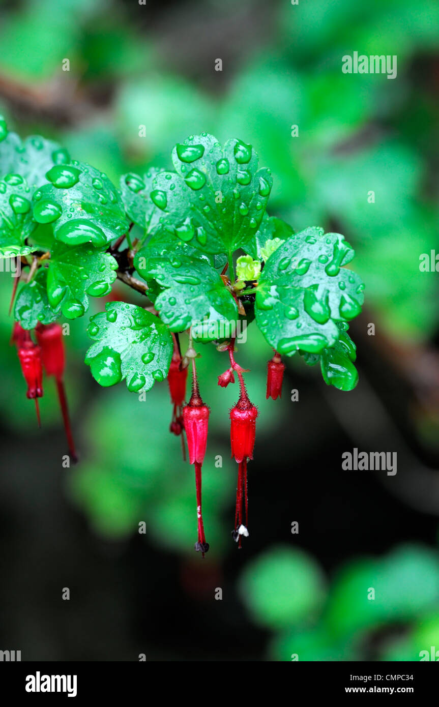 Ribes speciosum fuscsia fiorito arbusto gooseberry può close up ritratto di piante fiori rosso fioritura appeso penduli fogliame sp Foto Stock