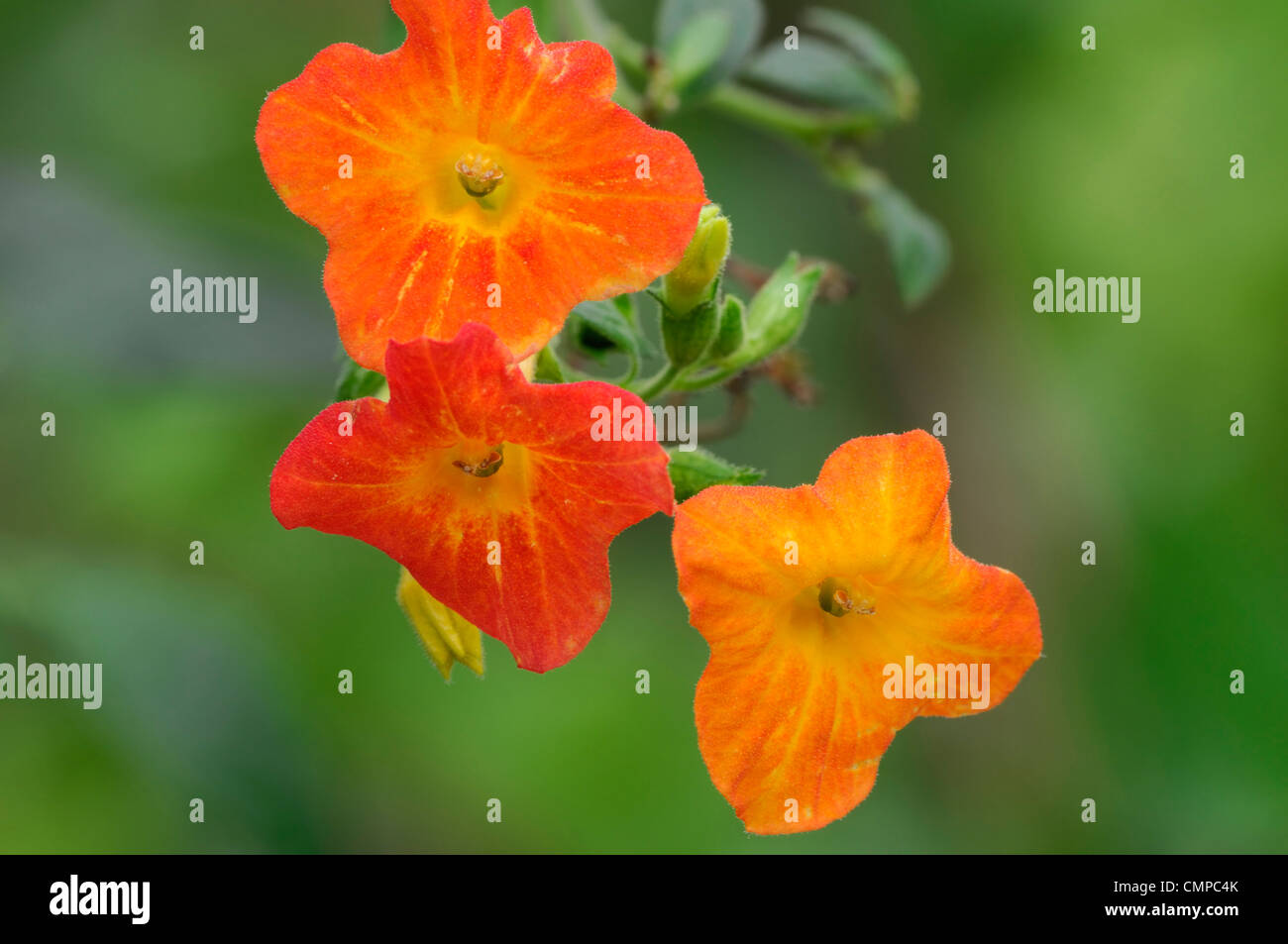 Streptosolen jamesonii marmellata bush fire boccola arancione approfondimento close-up di fiori di ups fioritura fiorisce colori colori arbusto shr Foto Stock