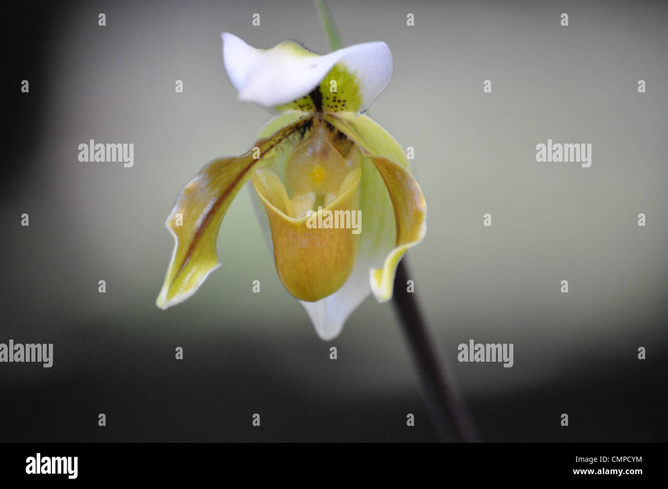 Pianella della Madonna orchid Foto Stock