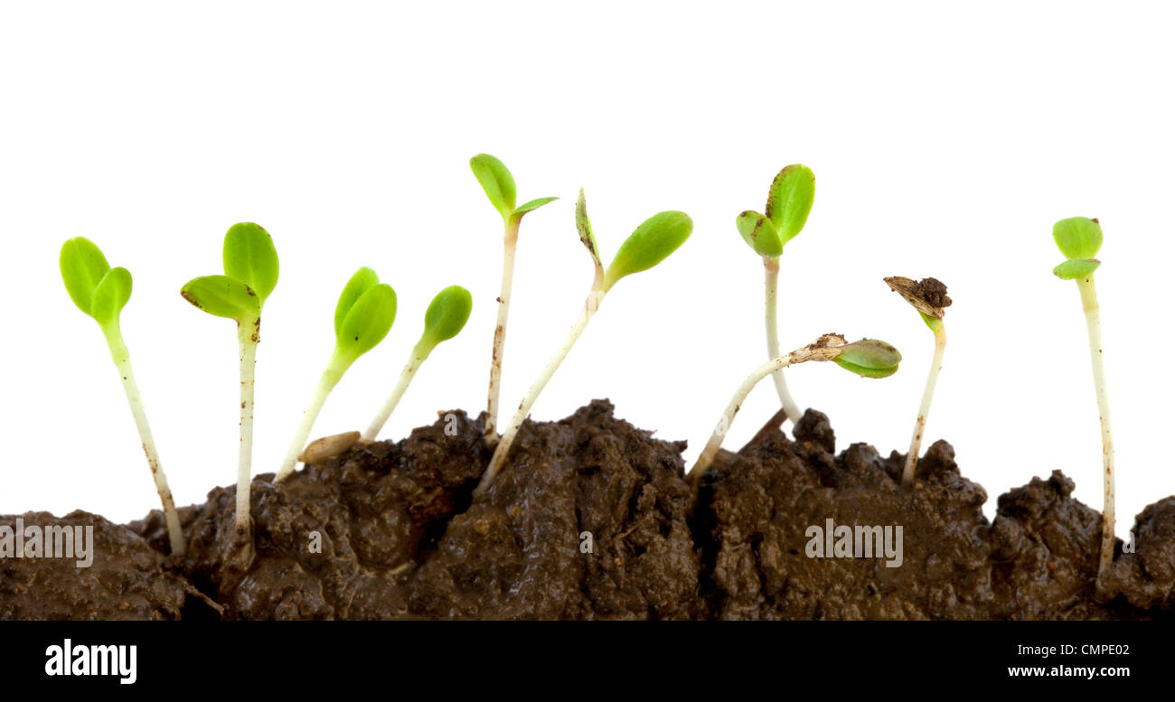 I semi di lattuga germinando dal suolo bagnato contro uno sfondo bianco Foto Stock
