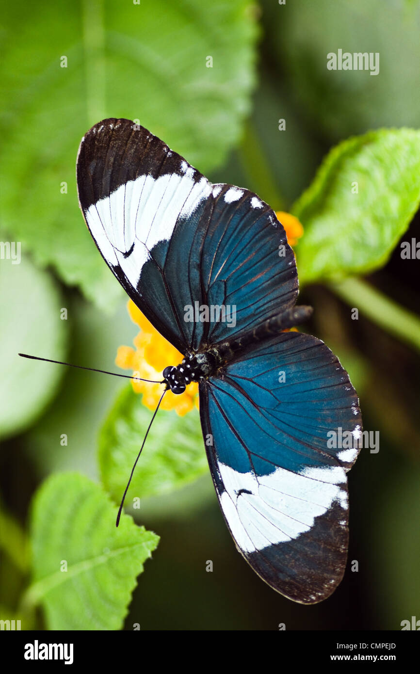 Heliconius cydno farfalle tropicali, chiamato anche Cydno longwing Foto Stock
