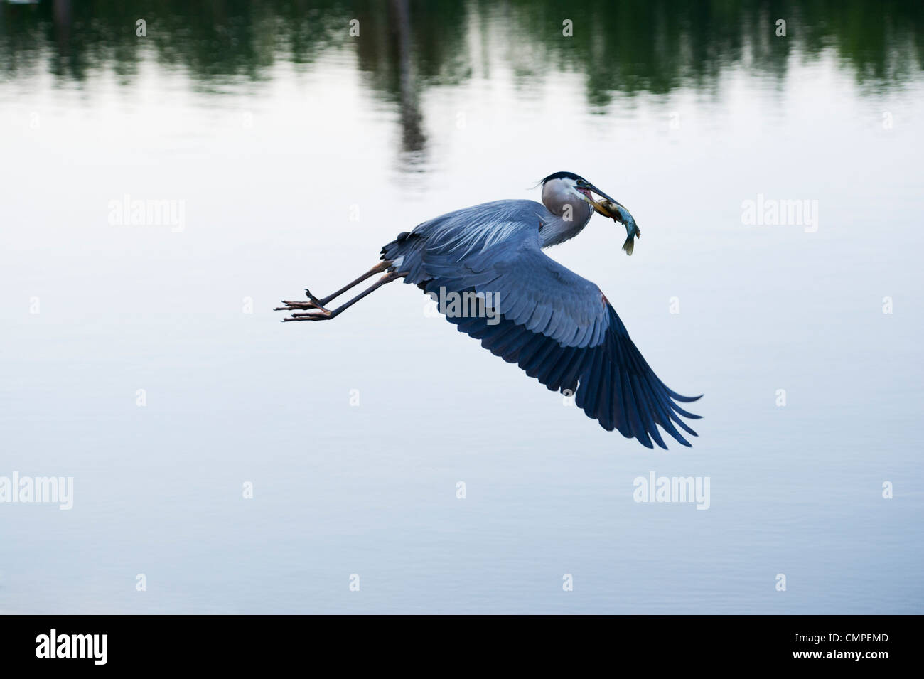 Airone blu in volo con un pesce appena pescato su Haines Creek fiume in Lake County Leesburg, Florida. Foto Stock