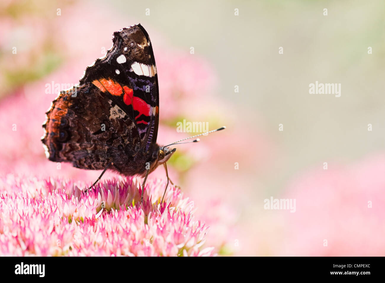Rosso farfalla admiral o Vanessa Atalanta in estate come ottenere il nettare dai fiori di sedum Foto Stock