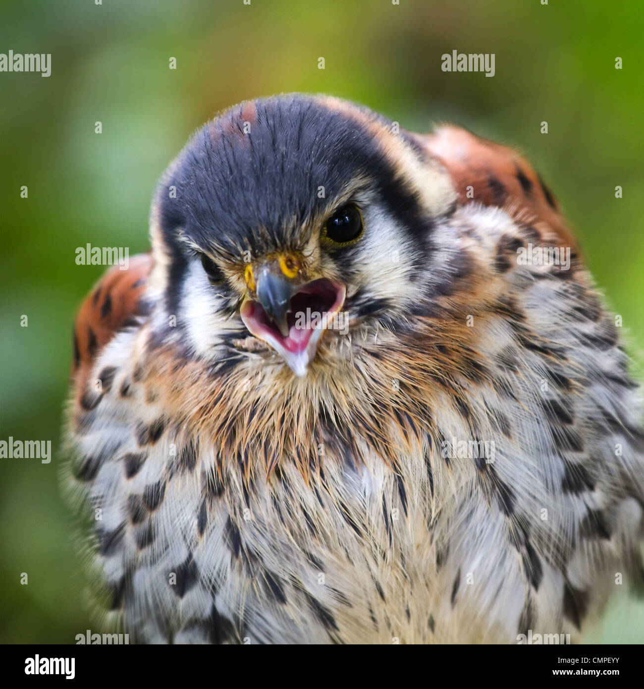 American gheppio o sparviero urlando - immagine quadrata Foto Stock