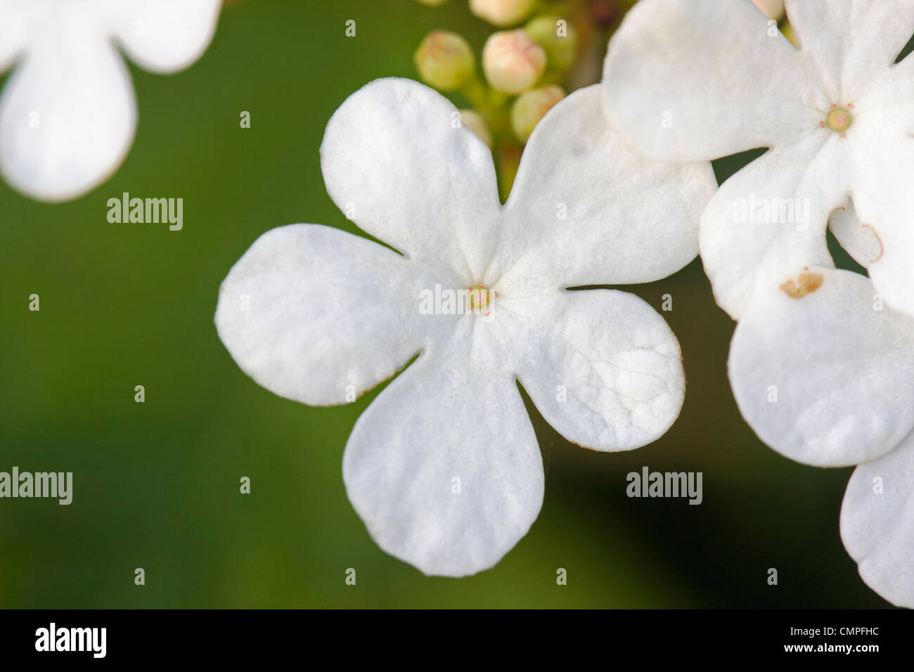Bianco puro e fiori di Snowball Tree (Viburnum opulus), noto anche come viburno Rose, acqua sambuco, Cranberrybush europea o crampi Foto Stock