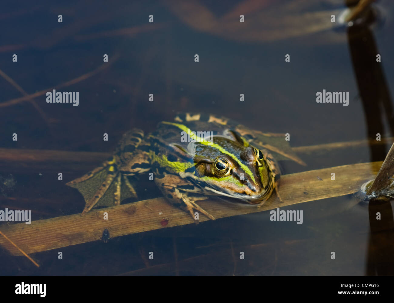 Una Rana comune (Rana temporaria), in appoggio nelle limpide acque del lago. Foto Stock