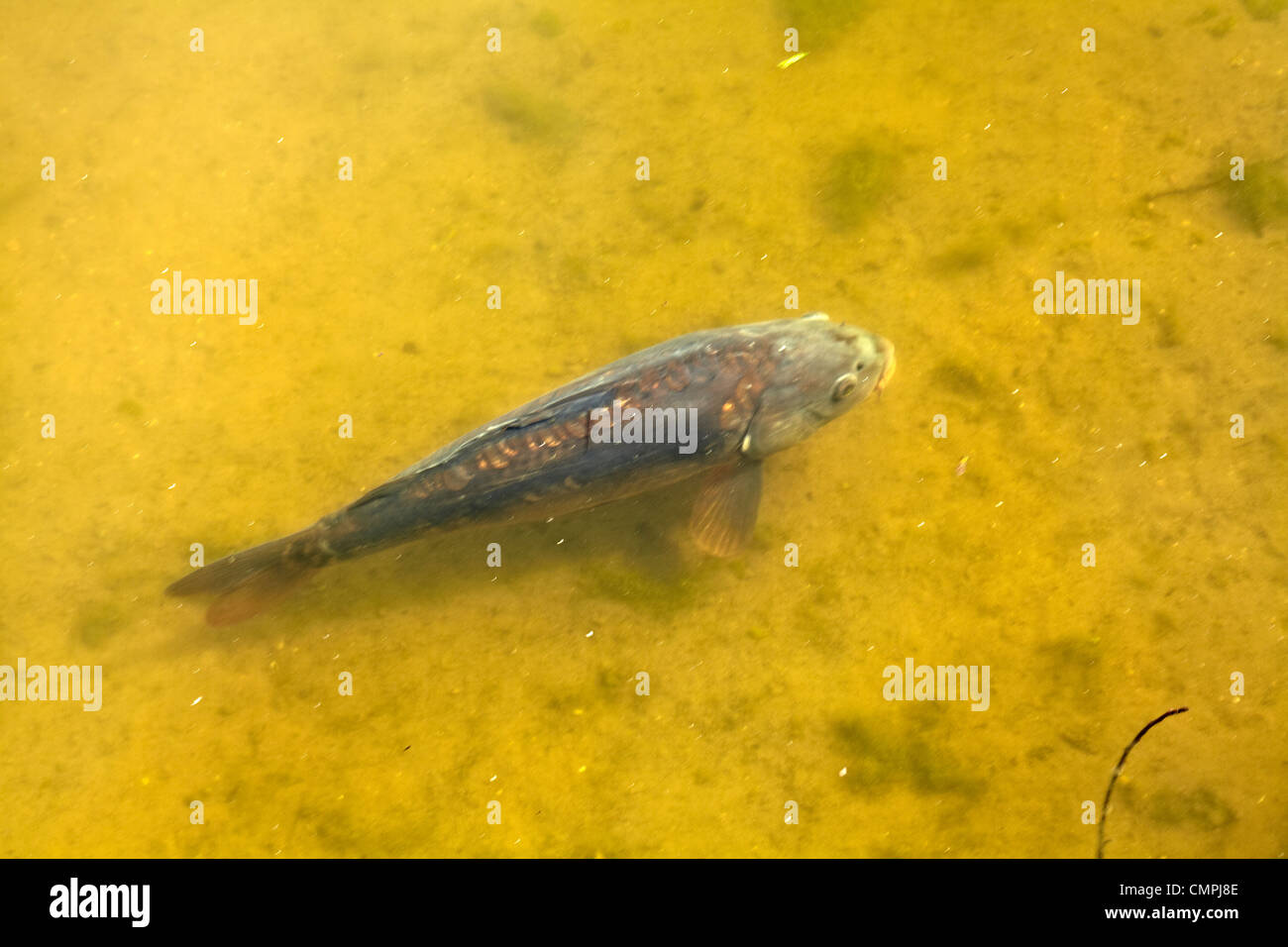 Grande carpa pesce tipo in un canale Foto Stock Grande carpa pesce tipo in un canale Foto Stock