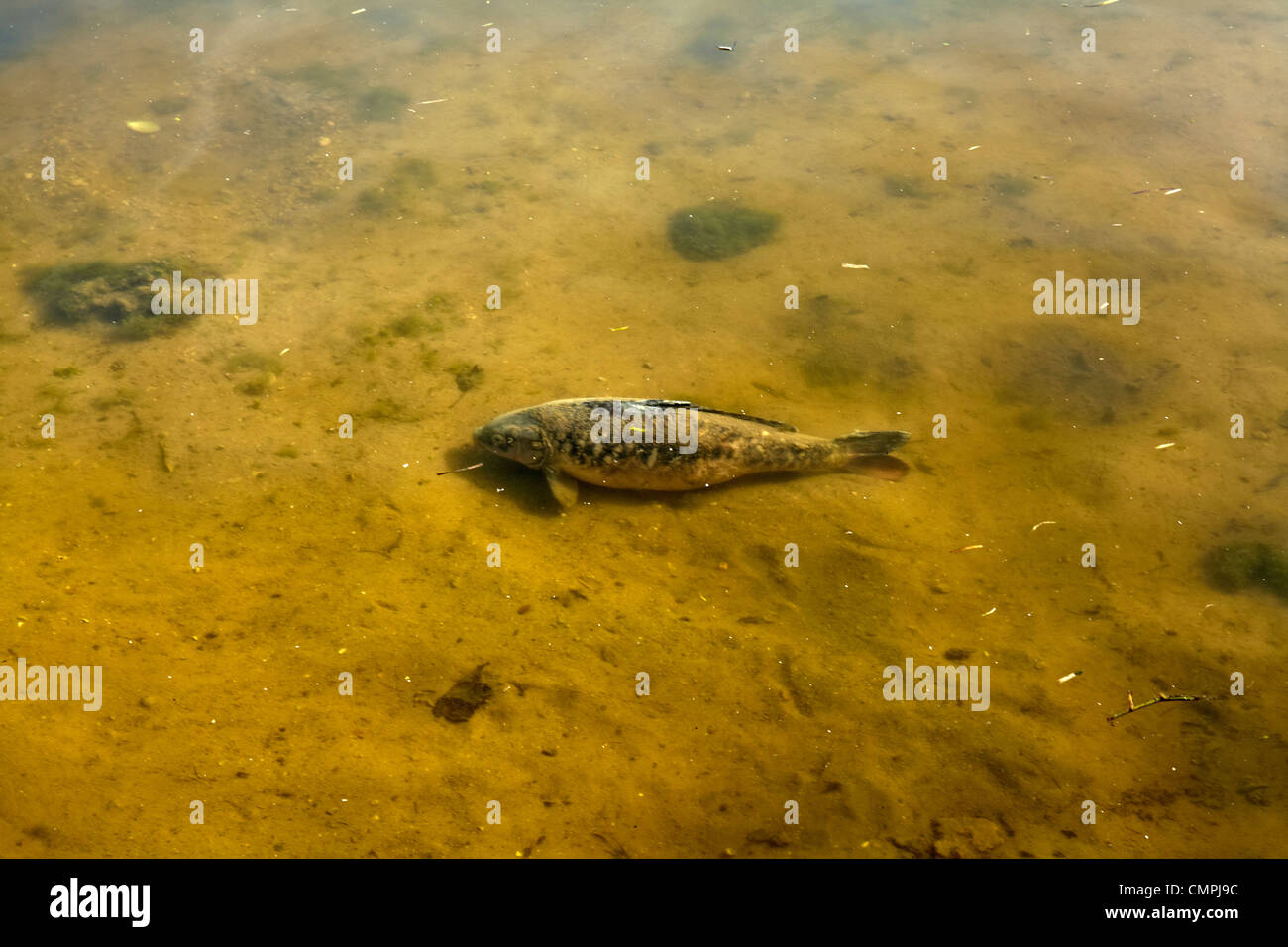 Grande carpa pesce tipo in un canale Foto Stock Grande carpa pesce tipo in un canale Foto Stock