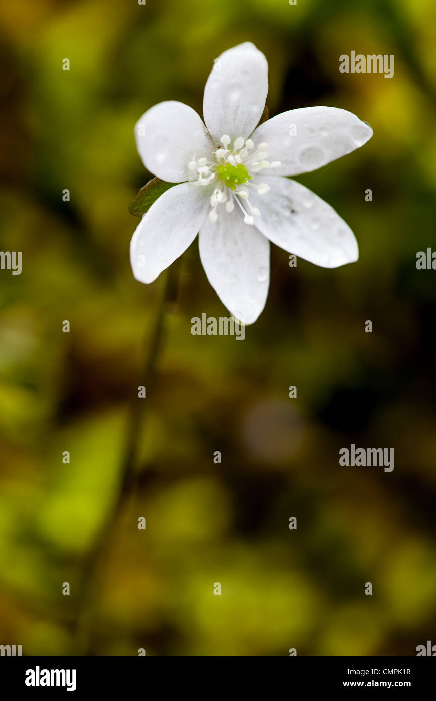 Sharp-lobate hepatica (Hepatica nobilis acuta) è un millefiori che fiorisce in marzo o aprile. Esso ha 5-12 petali e può essere bianco al viola a colori. Le foglie sono su una levetta peloso con 3 approssimativamente a forma di uovo lobi con punte appuntite. Foto Stock