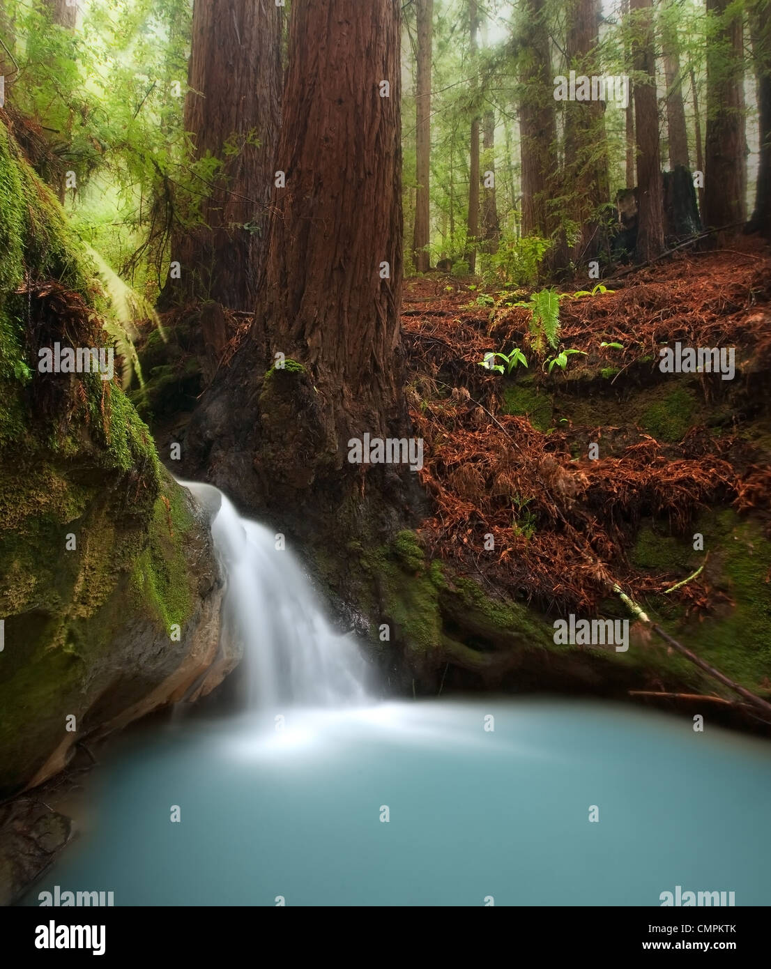 Una piccola cascata nella bellissima California redwood forest Foto Stock