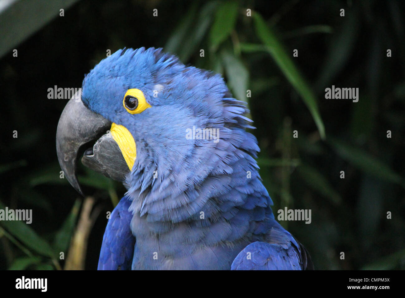 Il blu e il giallo hyacinthe macaw testa in uno sfondo tropicale Foto Stock