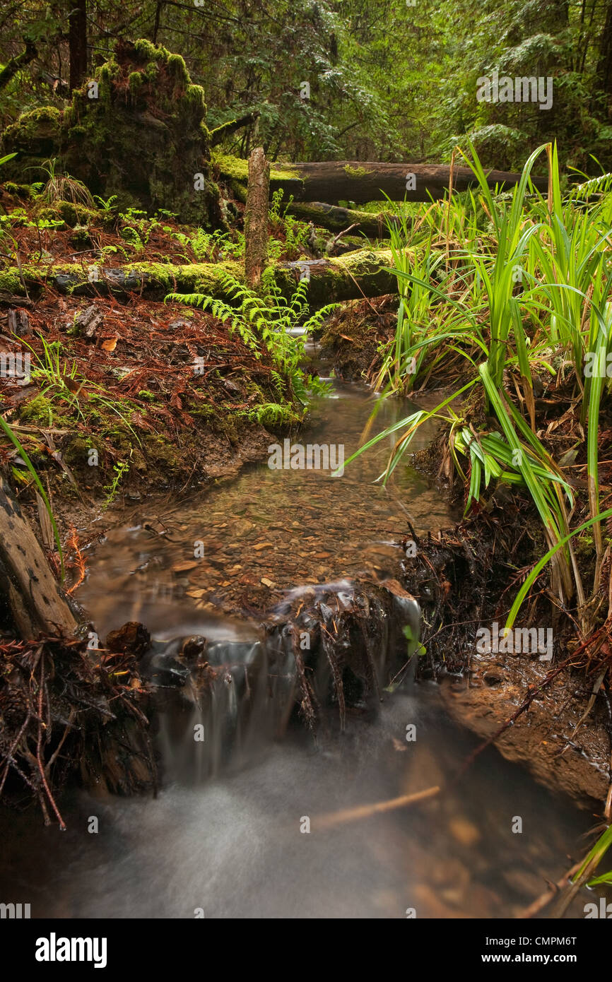Piccolo lussureggianti letto di ruscello in California foresta pluviale temperata Foto Stock