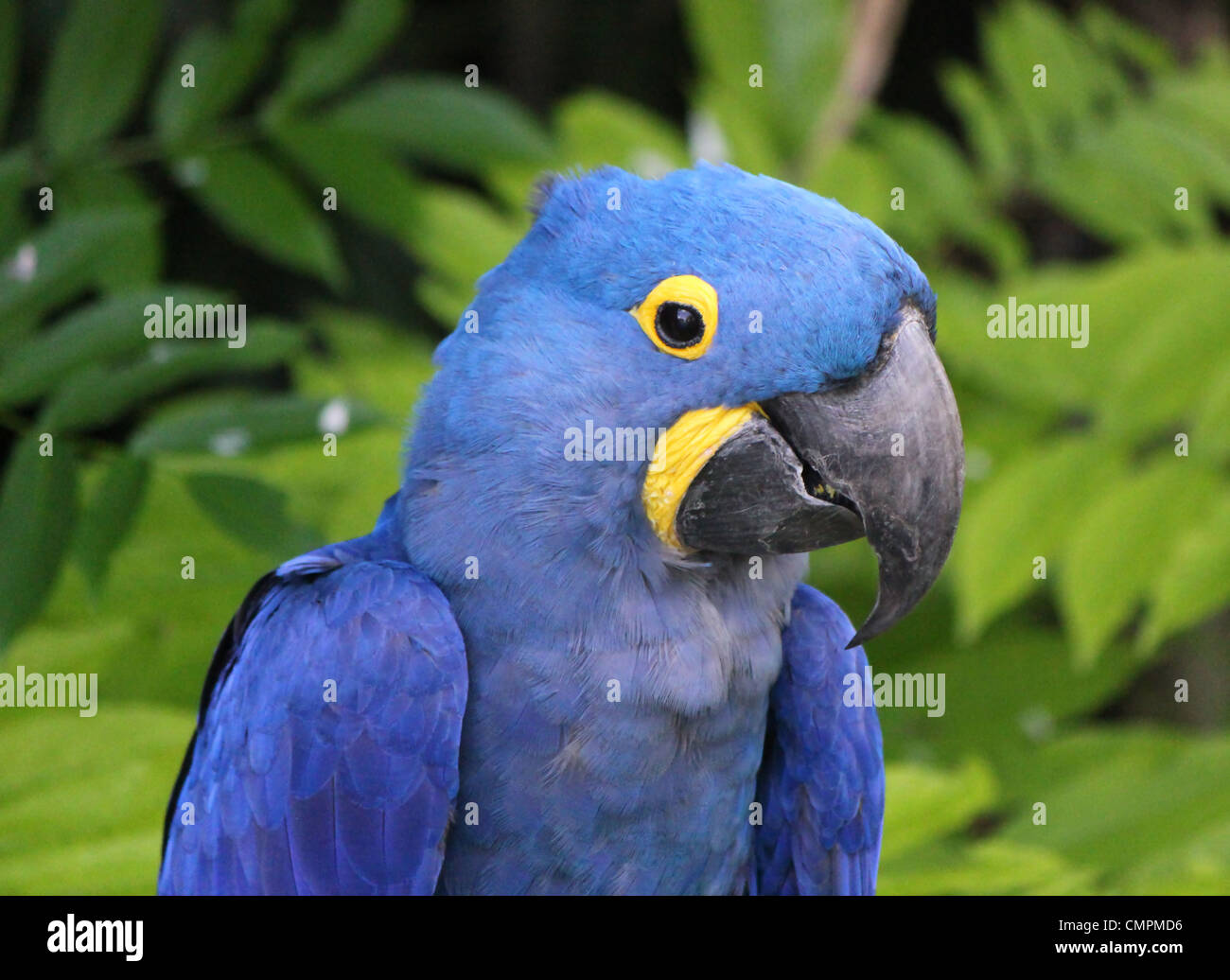 Il blu e il giallo hyacinthe macaw testa in uno sfondo tropicale Foto Stock