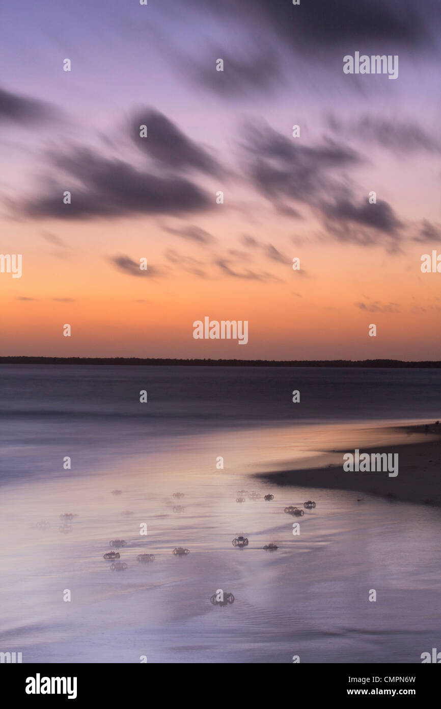 Granchi fantasma al tramonto sulla spiaggia Kizingo, isola di Lamu, Kenya, Africa orientale, Africa Foto Stock