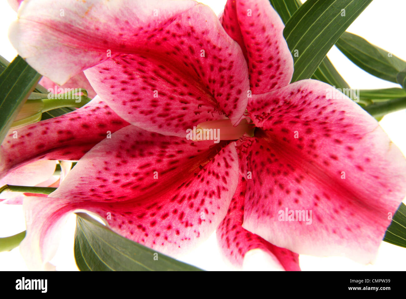 Close up, colore, studio shot di un giglio Foto Stock