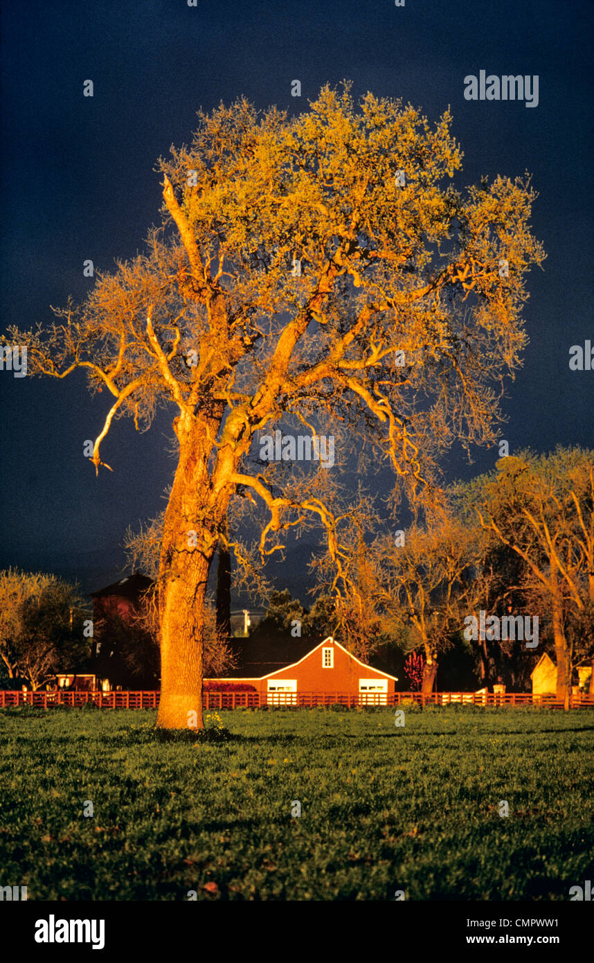 Anni ottanta Big Tree Farm Barn luce drammatica cielo tempestoso autunno Foto Stock