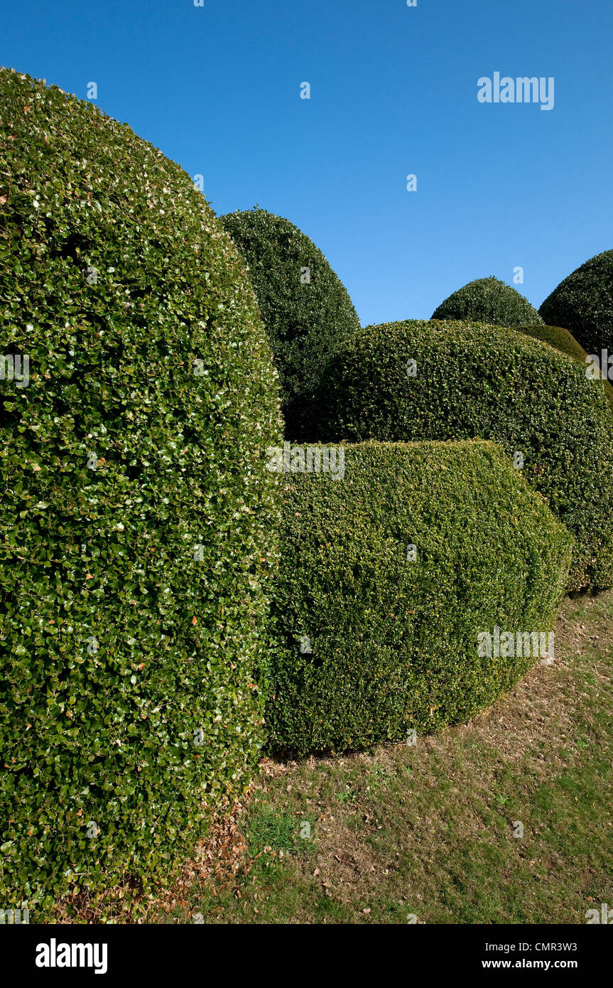 Topiaria da siepi tagliate in giardino Foto Stock