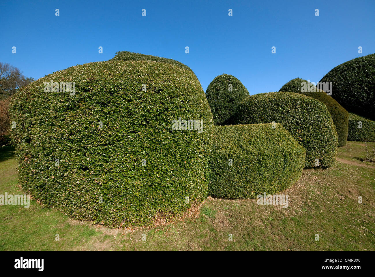 Topiaria da siepi tagliate in giardino Foto Stock