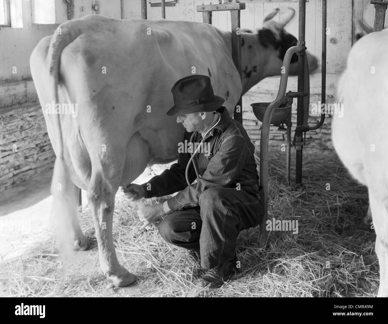 1930s 1940s medico veterinario che indossa uno stetoscopio esaminando vacca da latte mammella tirando la tettarella per disegnare il campione di latte all'interno di un fienile Foto Stock